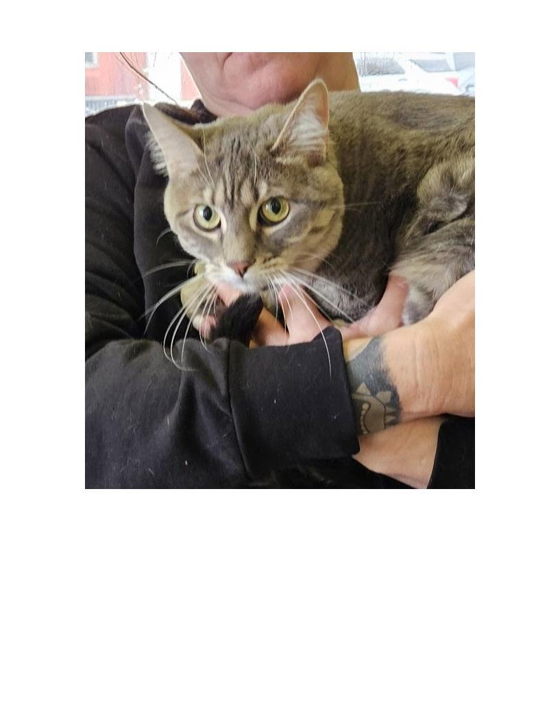 Enlarge Stormi, a ADOPTABLE American Shorthair in Lawrenceburg, KY image 1/1