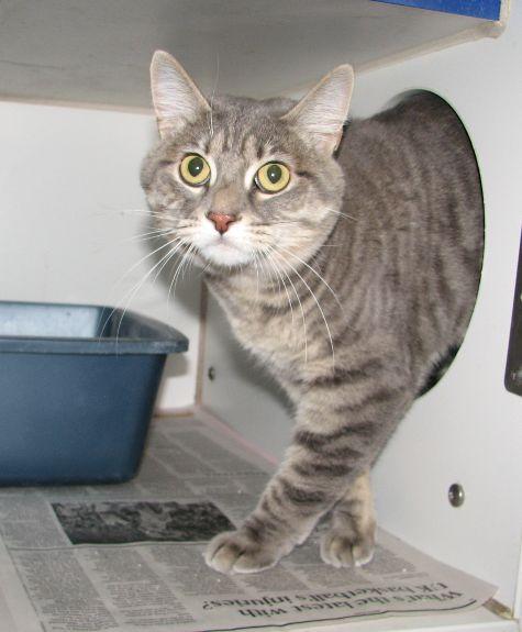 Stormi, a ADOPTABLE Tabby in Lawrenceburg, KY image 5/6
