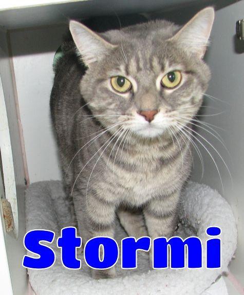 Stormi, a ADOPTABLE Tabby in Lawrenceburg, KY image 1/6