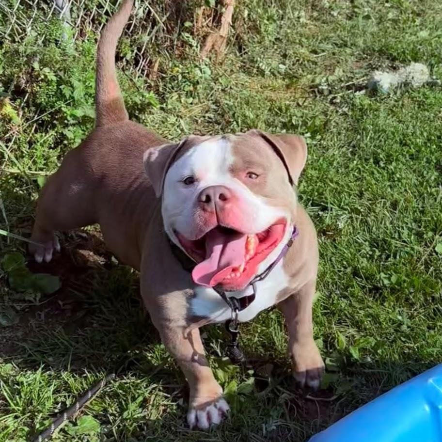 Enlarge Otto, an adoptable mixed breed in Syracuse, NY image 2/3