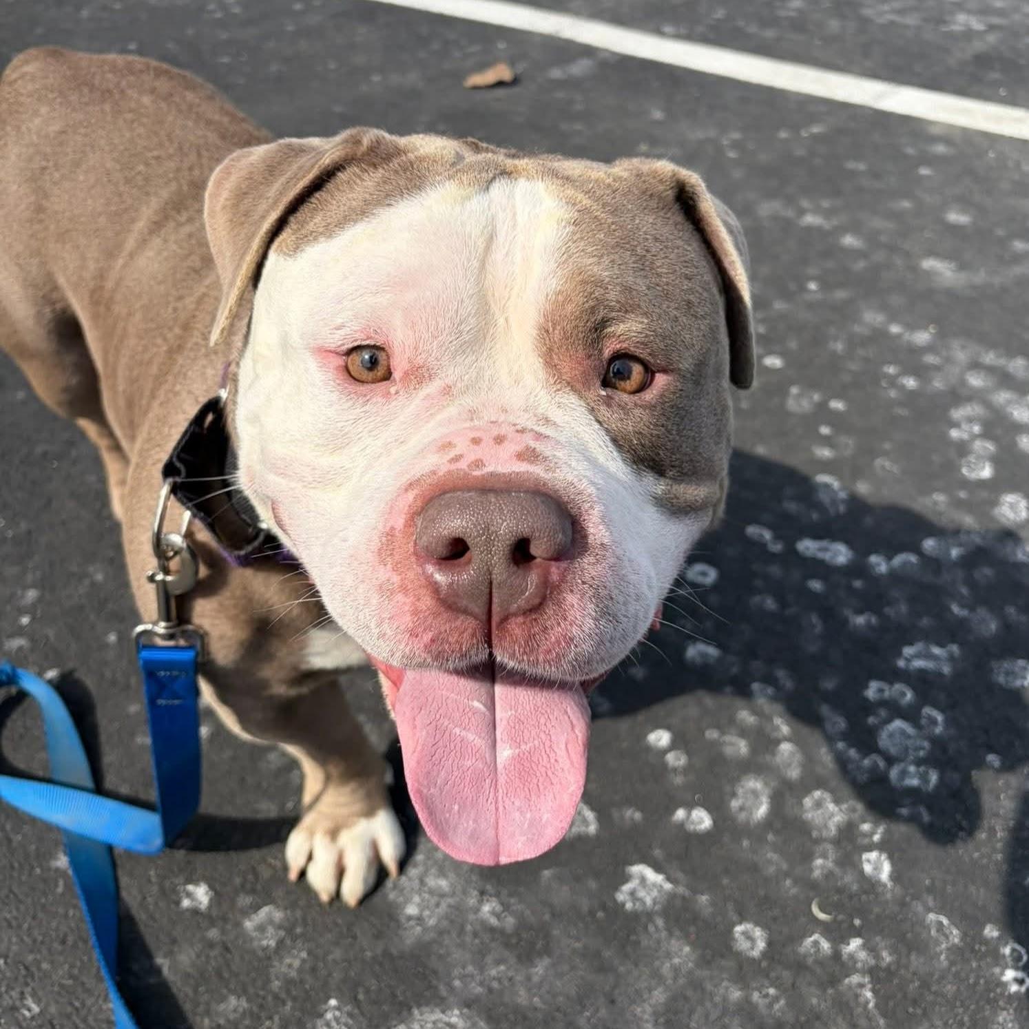 Enlarge Otto, an adoptable mixed breed in Syracuse, NY image 3/3