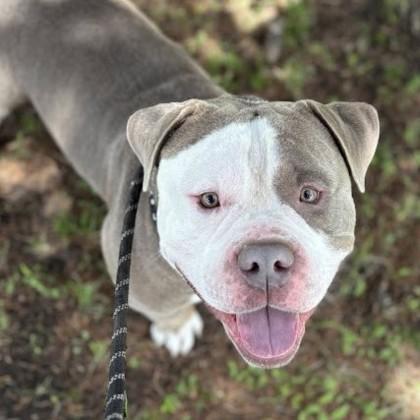 Otto, Adoptable, Adult Male Bulldog.