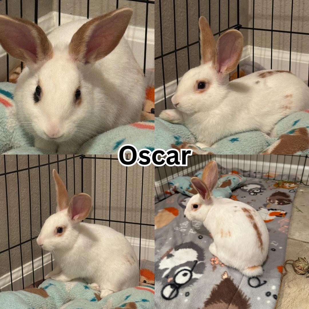 Oscar, Adoptable, Baby Male American & English Spot.