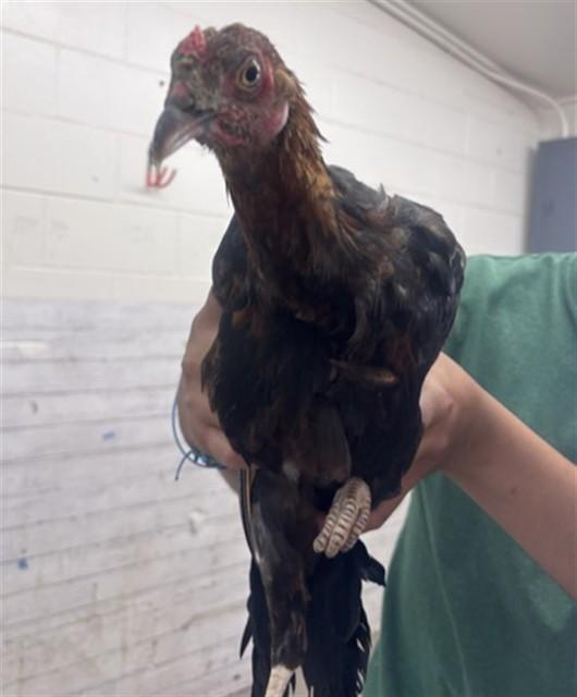 Enlarge POLLITA, a Adoptable Chicken in San Bernardino, CA image 1/1