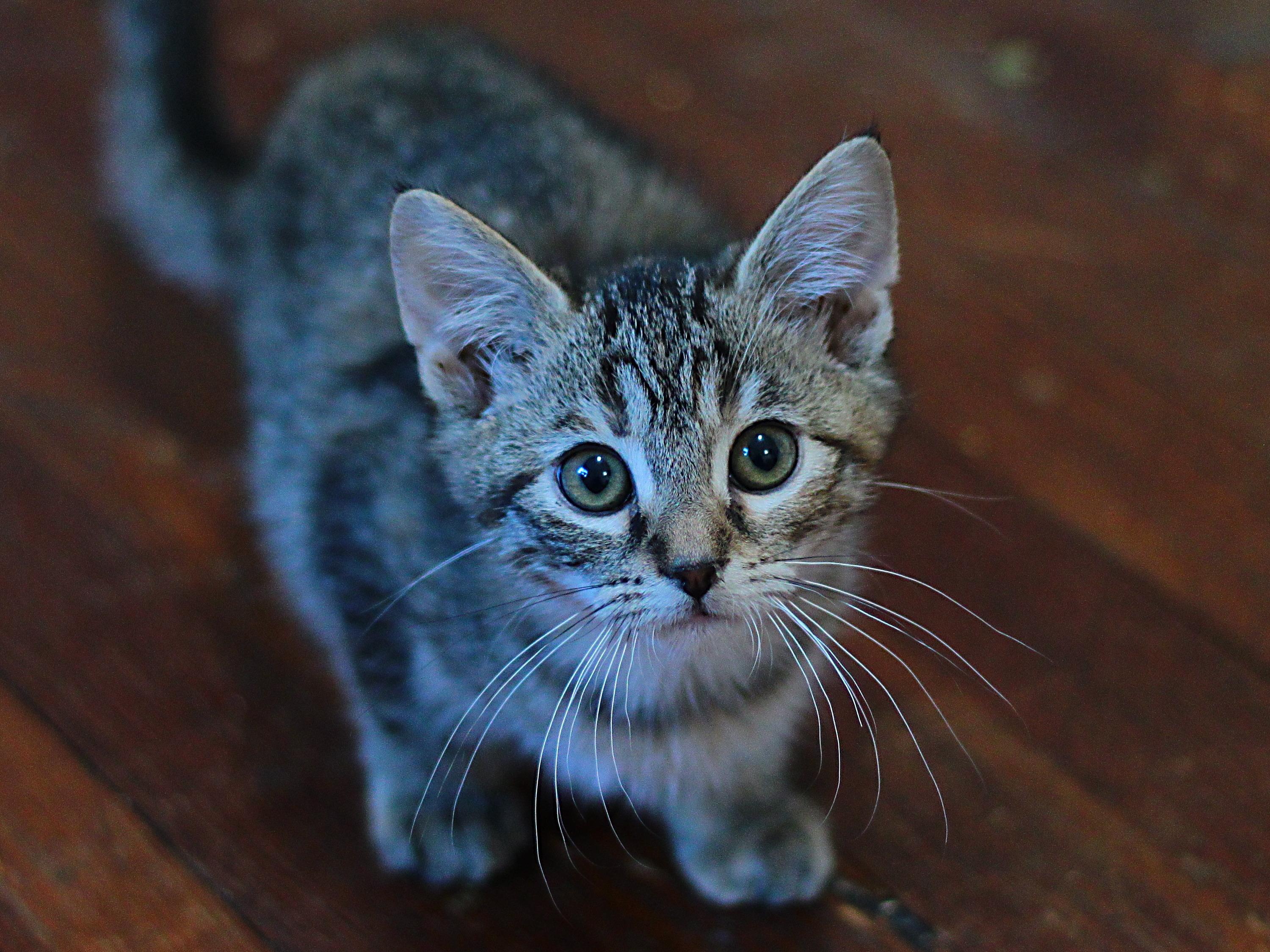 Enlarge Kendall, a ADOPTABLE Domestic Short Hair in Greensburg, PA image 1/1