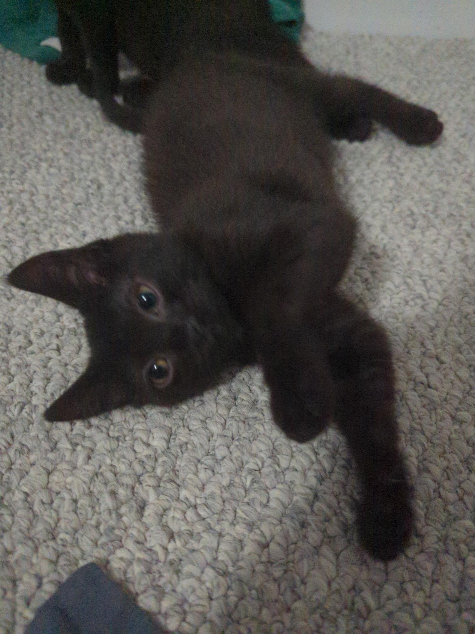 Sapphire, a ADOPTABLE Domestic Short Hair in Dansville, NY image 3/4