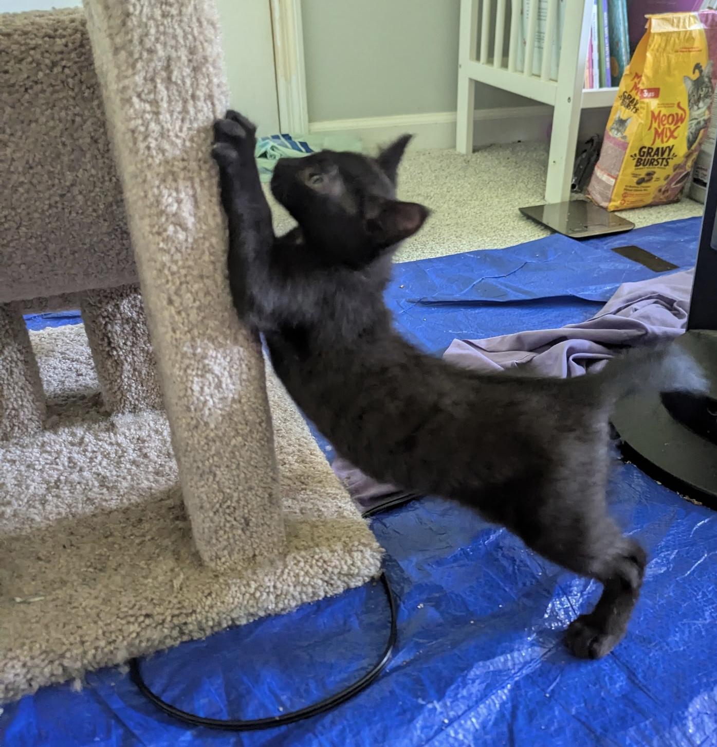 Sapphire, a ADOPTABLE Domestic Short Hair in Dansville, NY image 2/4