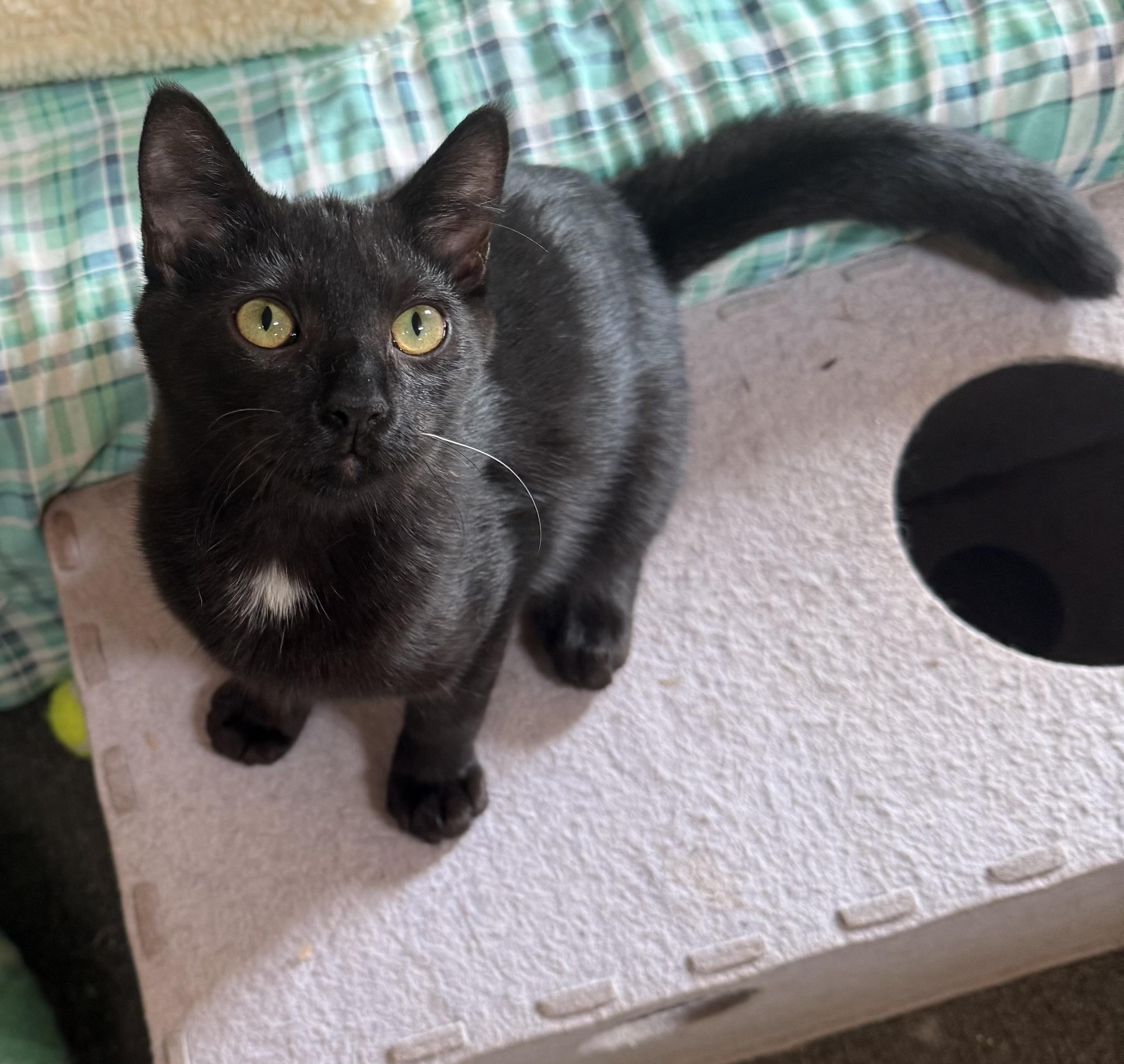 Sapphire, Adoptable, Kitten Male Domestic Short Hair.