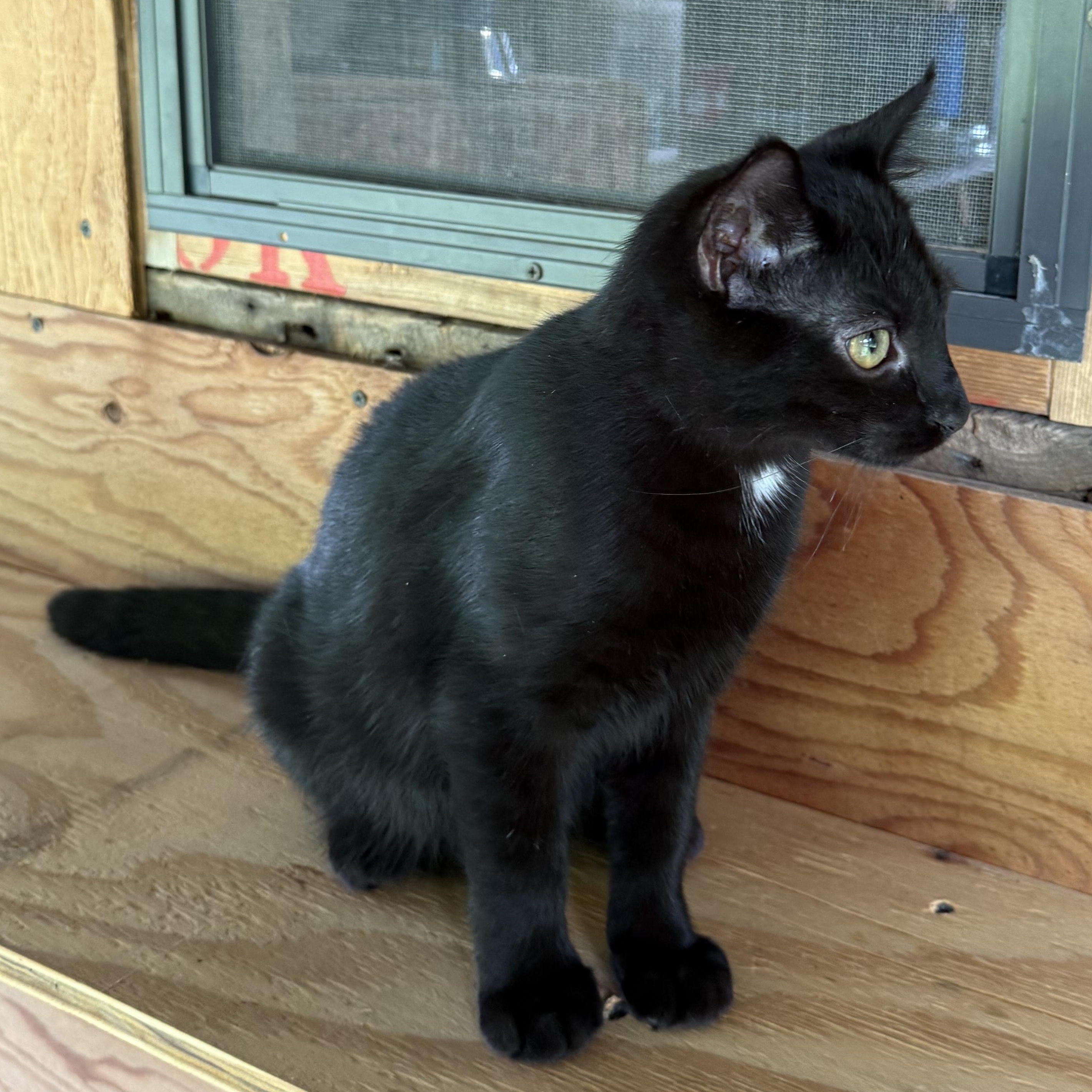 Sapphire, ADOPTABLE, Kitten Male Domestic Short Hair.