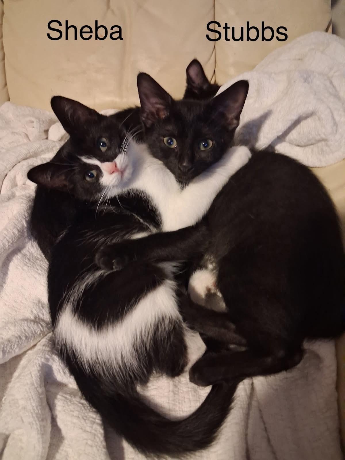 Stubbs and Sheba, Adoptable, Kitten Male Bombay & Domestic Short Hair.