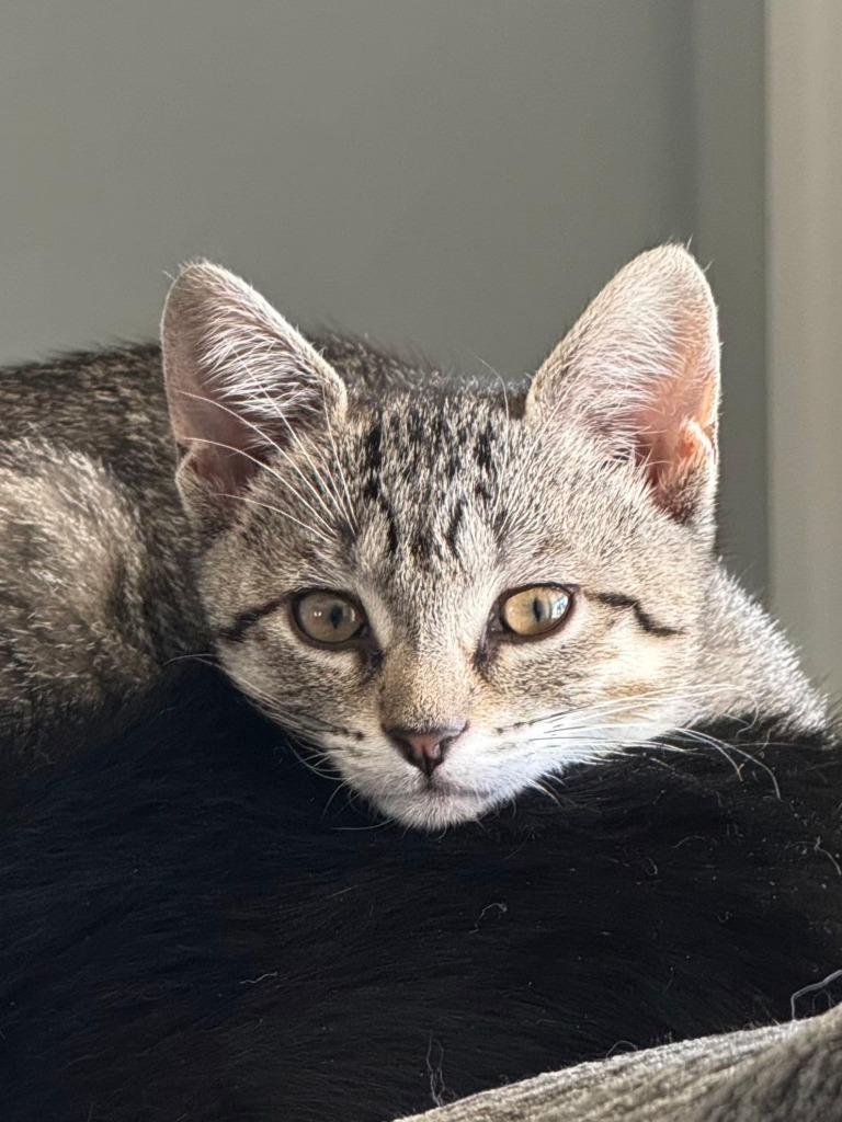 Enlarge Mo, a Adoptable Domestic Short Hair in Fort Myers, FL image 2/3