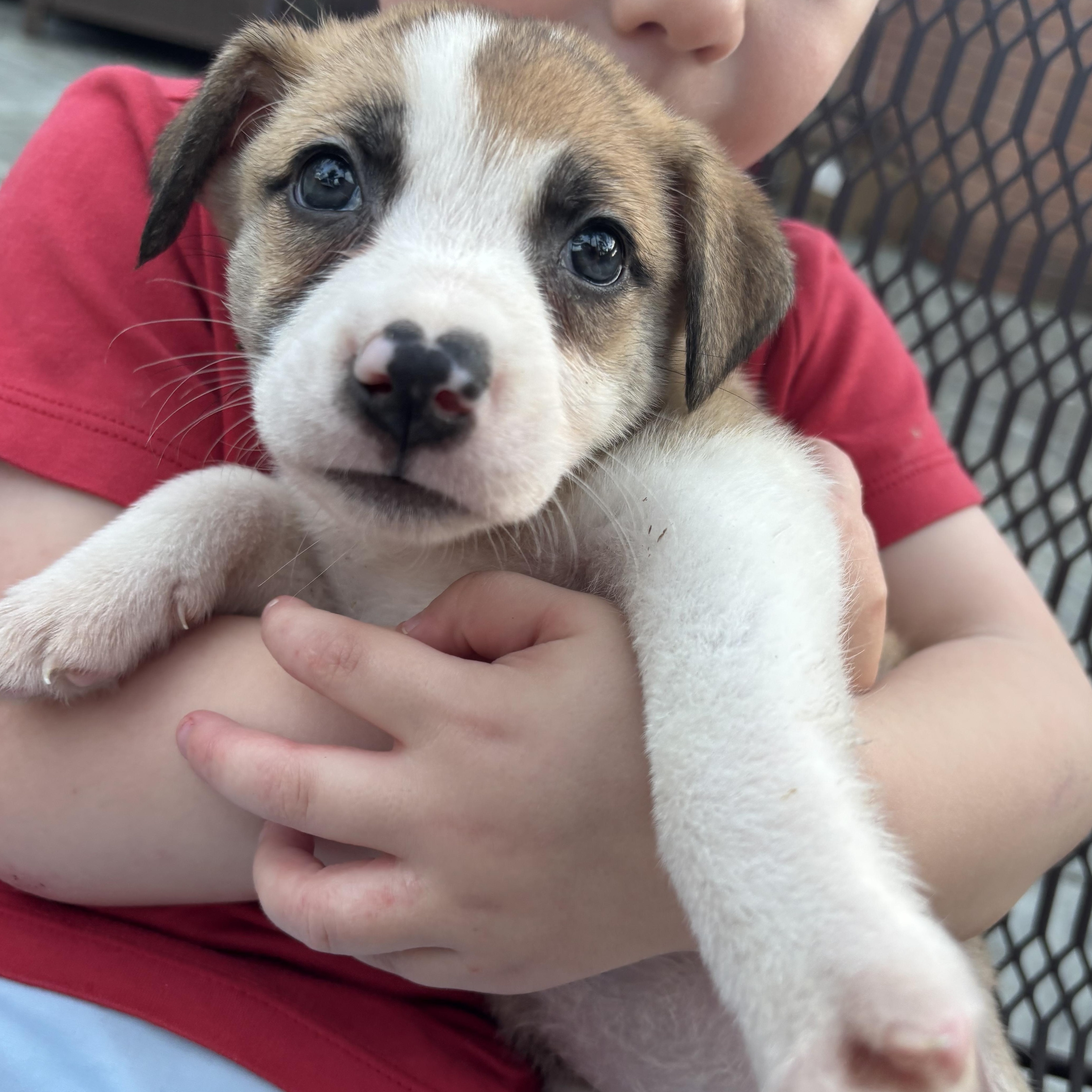 Enlarge Fawn, a Adoptable Foxhound in Orlando, FL image 4/4