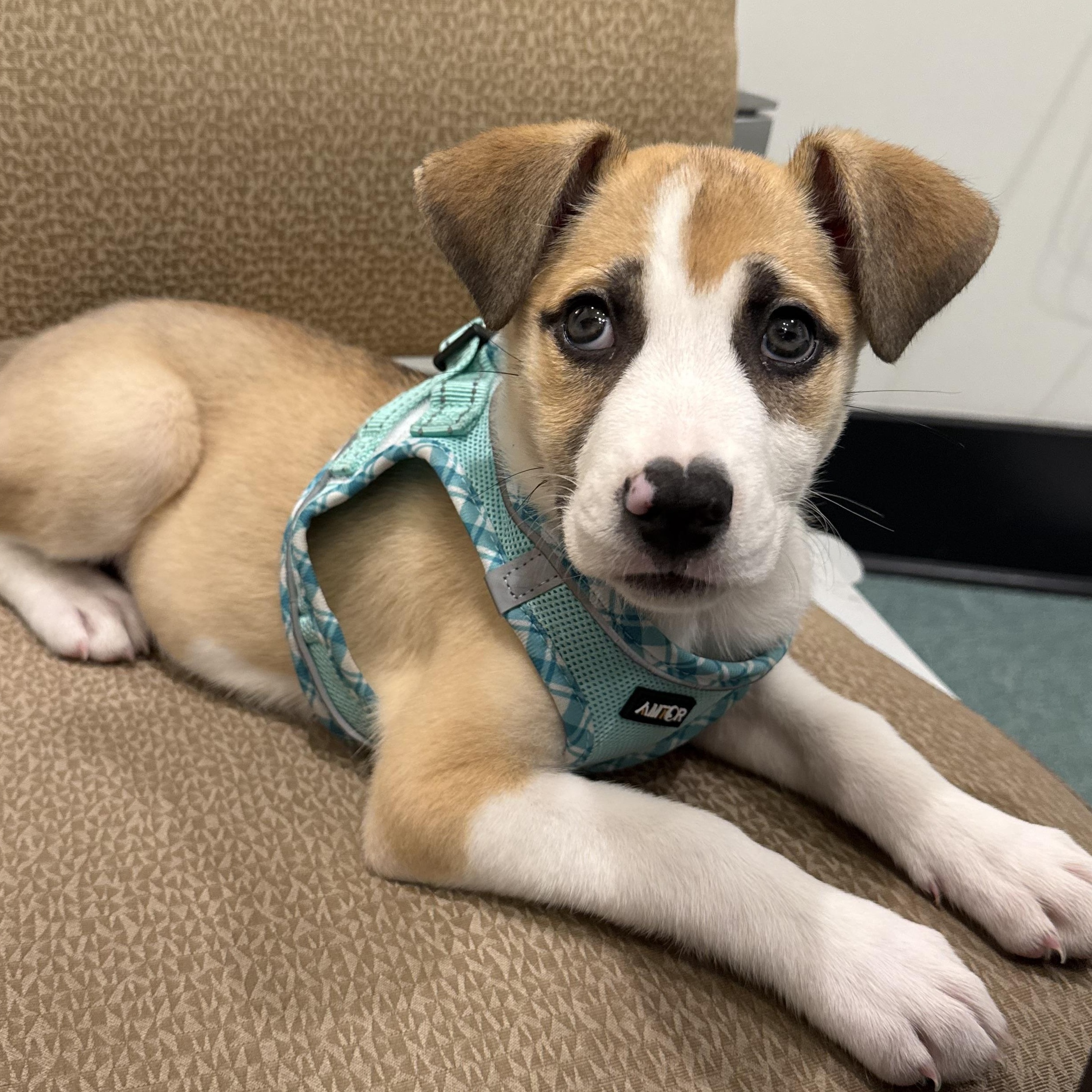 Fawn, Adoptable, Puppy Female Foxhound.