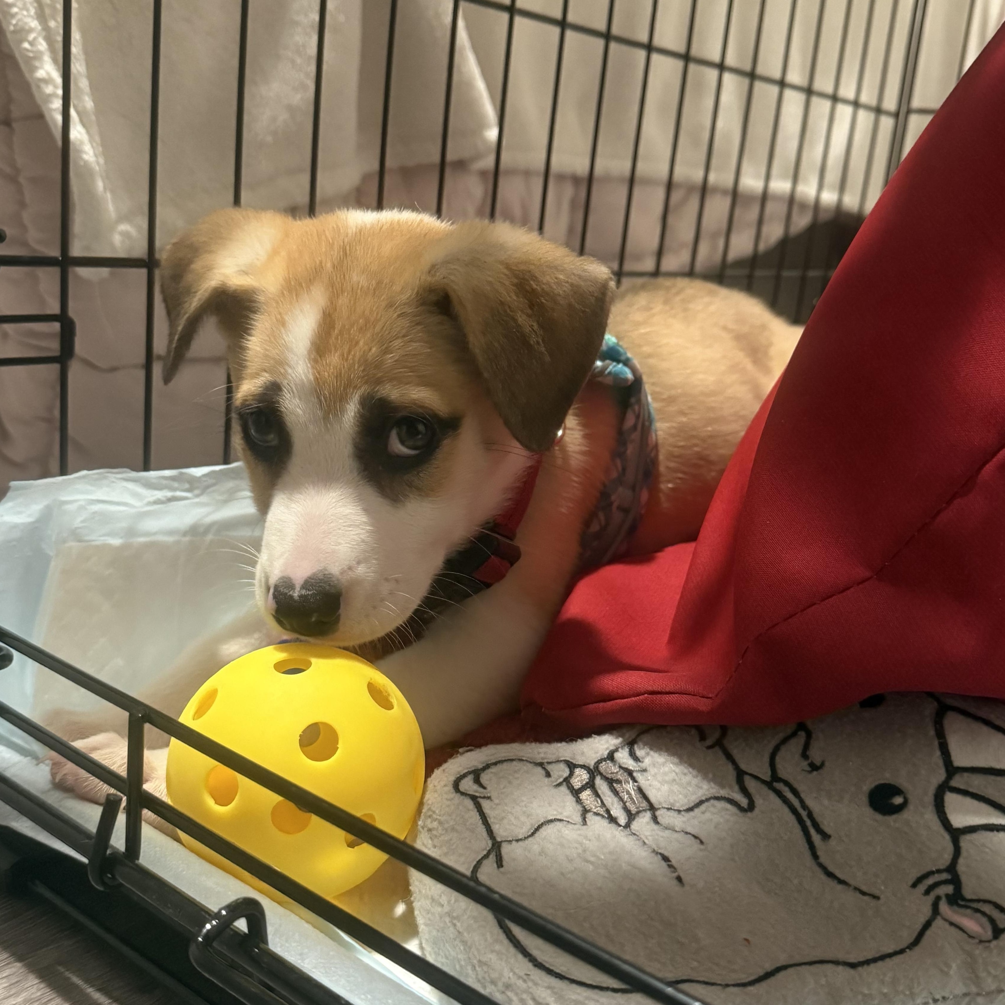 Enlarge Fawn, a Adoptable Foxhound in Orlando, FL image 2/4