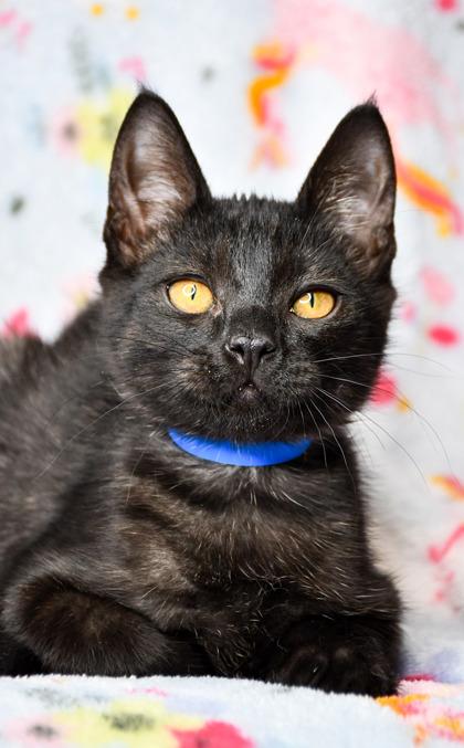 Del, a Adoptable mixed breed in Yakima, WA image 1/2