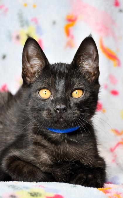 Del, a Adoptable mixed breed in Yakima, WA image 2/2