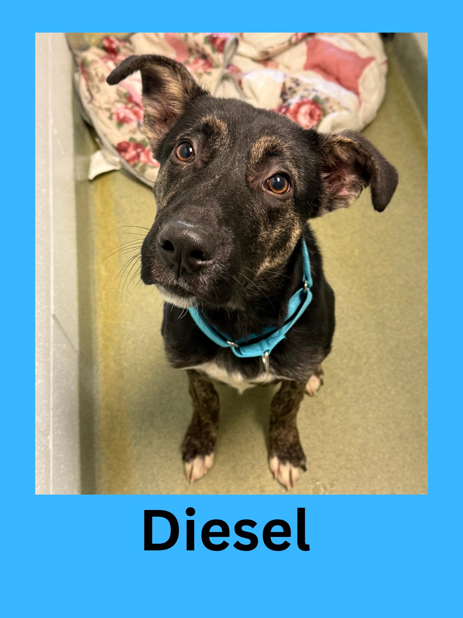 Diesel, Adoptable, Adult Male Mixed Breed.