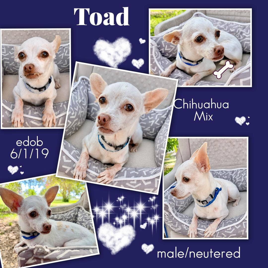 Enlarge Toad BR11175-T, a Adoptable mixed breed in Burlington, WA image 2/6