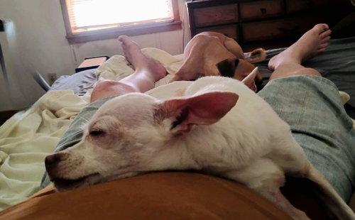 Toad BR11175-T, Adoptable, Adult Male Chihuahua.