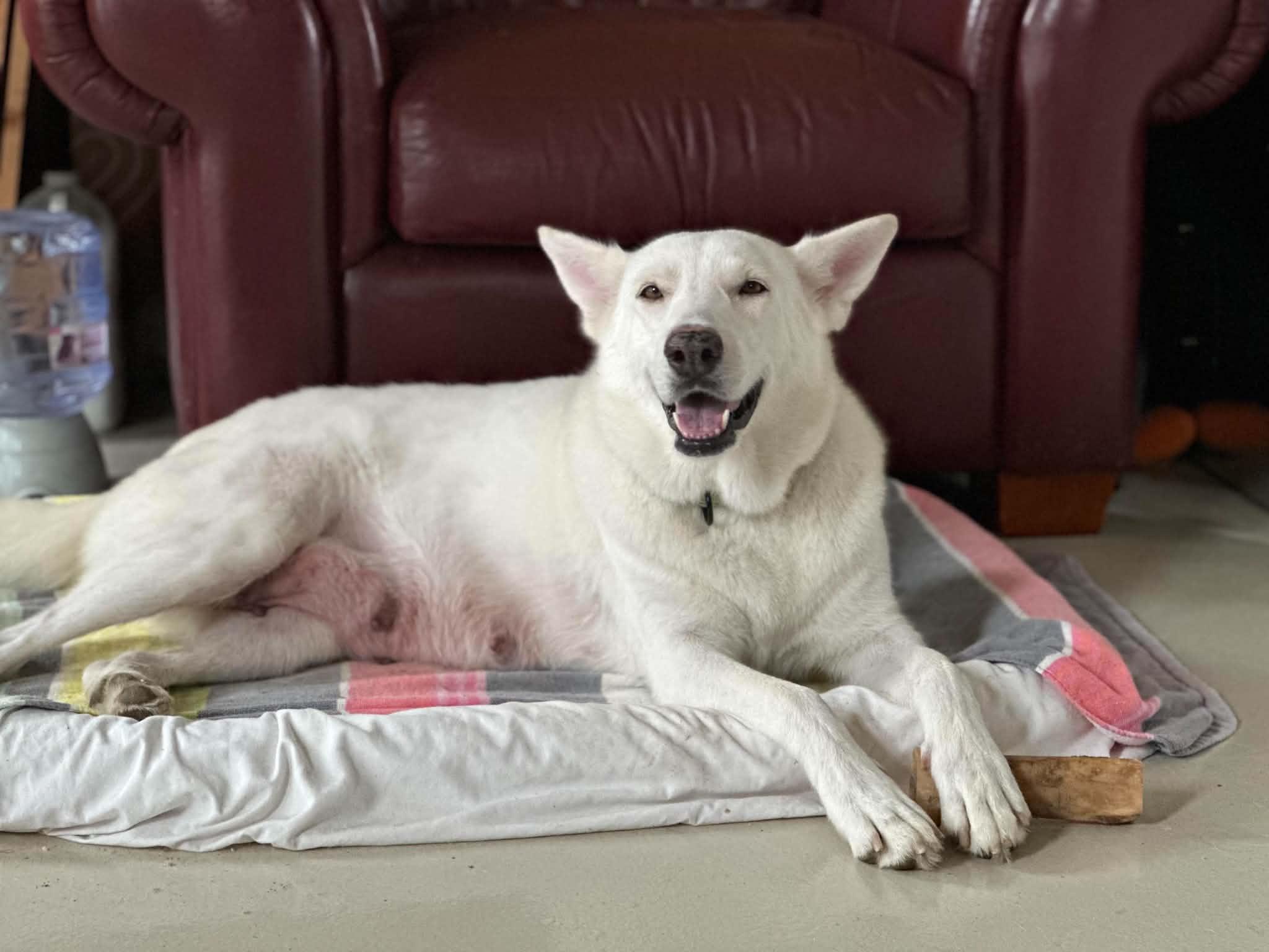 Enlarge Lana, a ADOPTABLE mixed breed in East Hartford, CT image 5/5