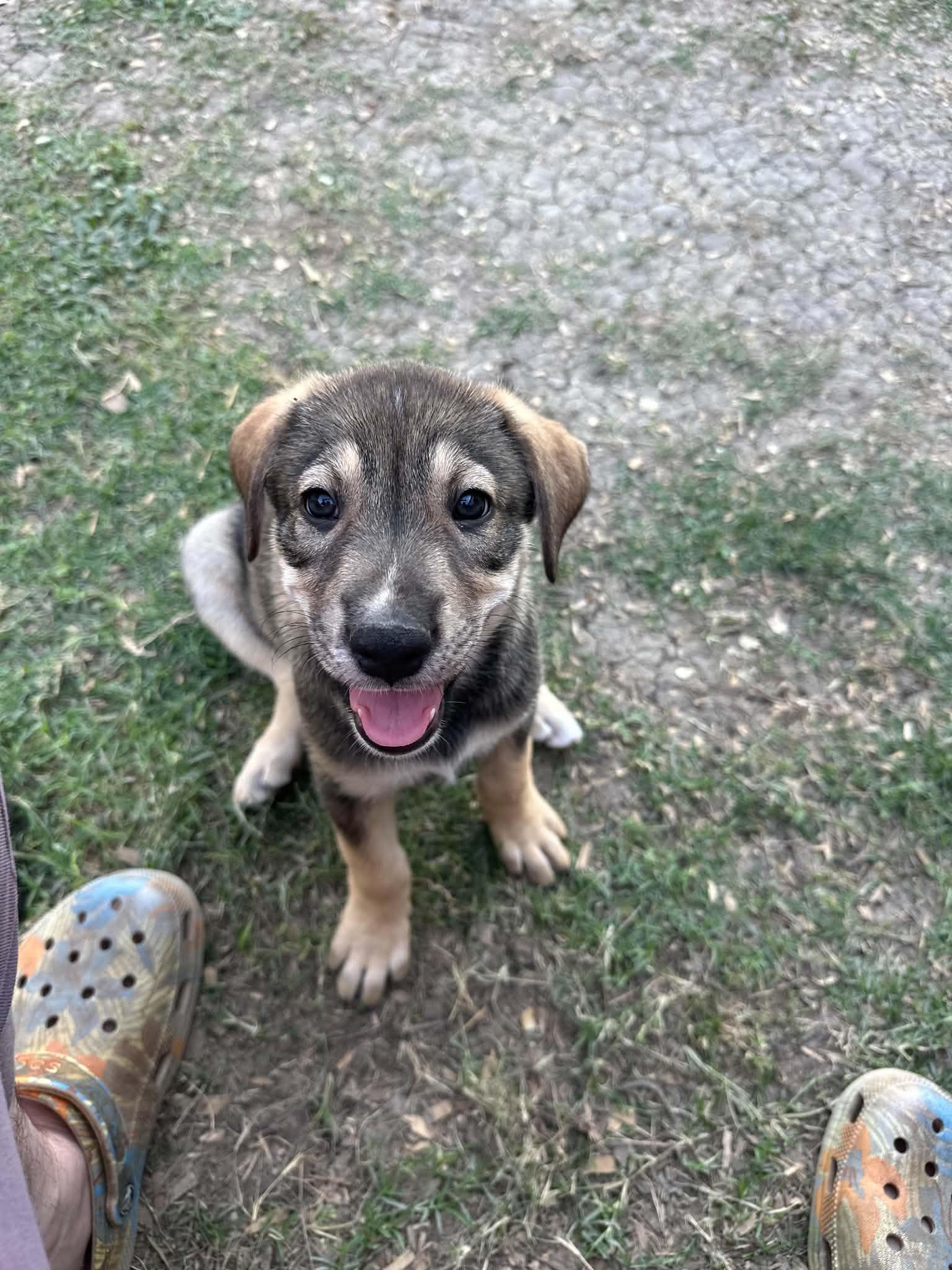 Enlarge Lana, a ADOPTABLE mixed breed in East Hartford, CT image 1/5
