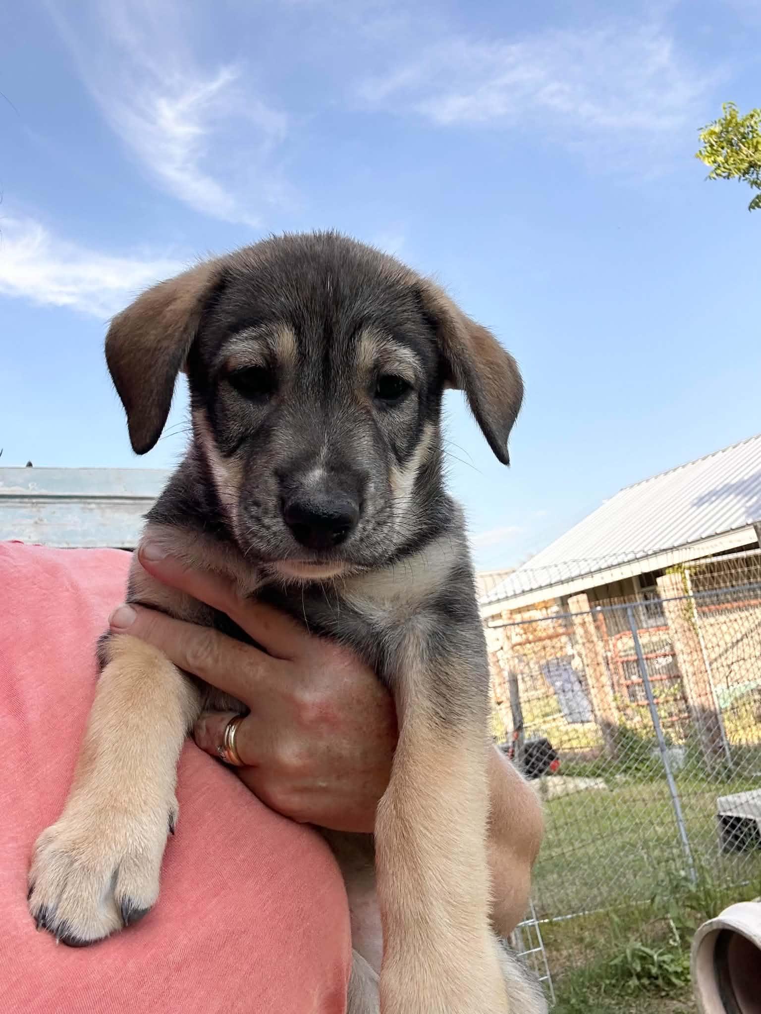 Enlarge Lana, a ADOPTABLE mixed breed in East Hartford, CT image 3/5