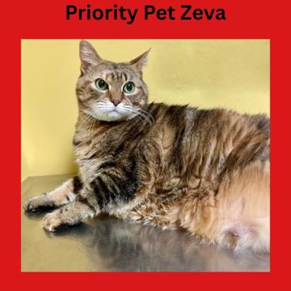 Zeva `A PRIORITY PET`