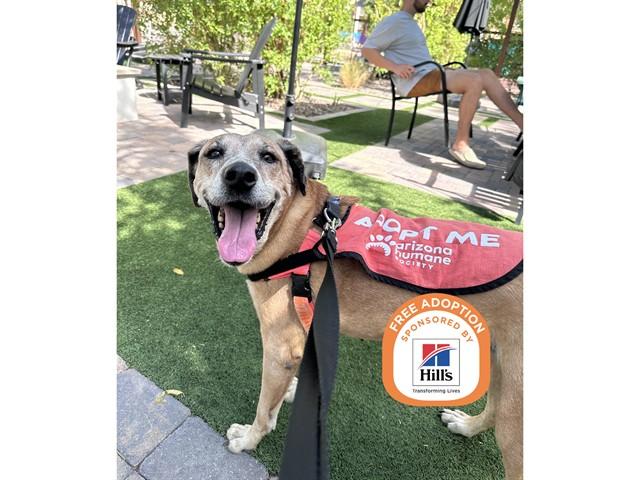 MAE, Adoptable, Adult Female Labrador Retriever & German Shepherd Dog.