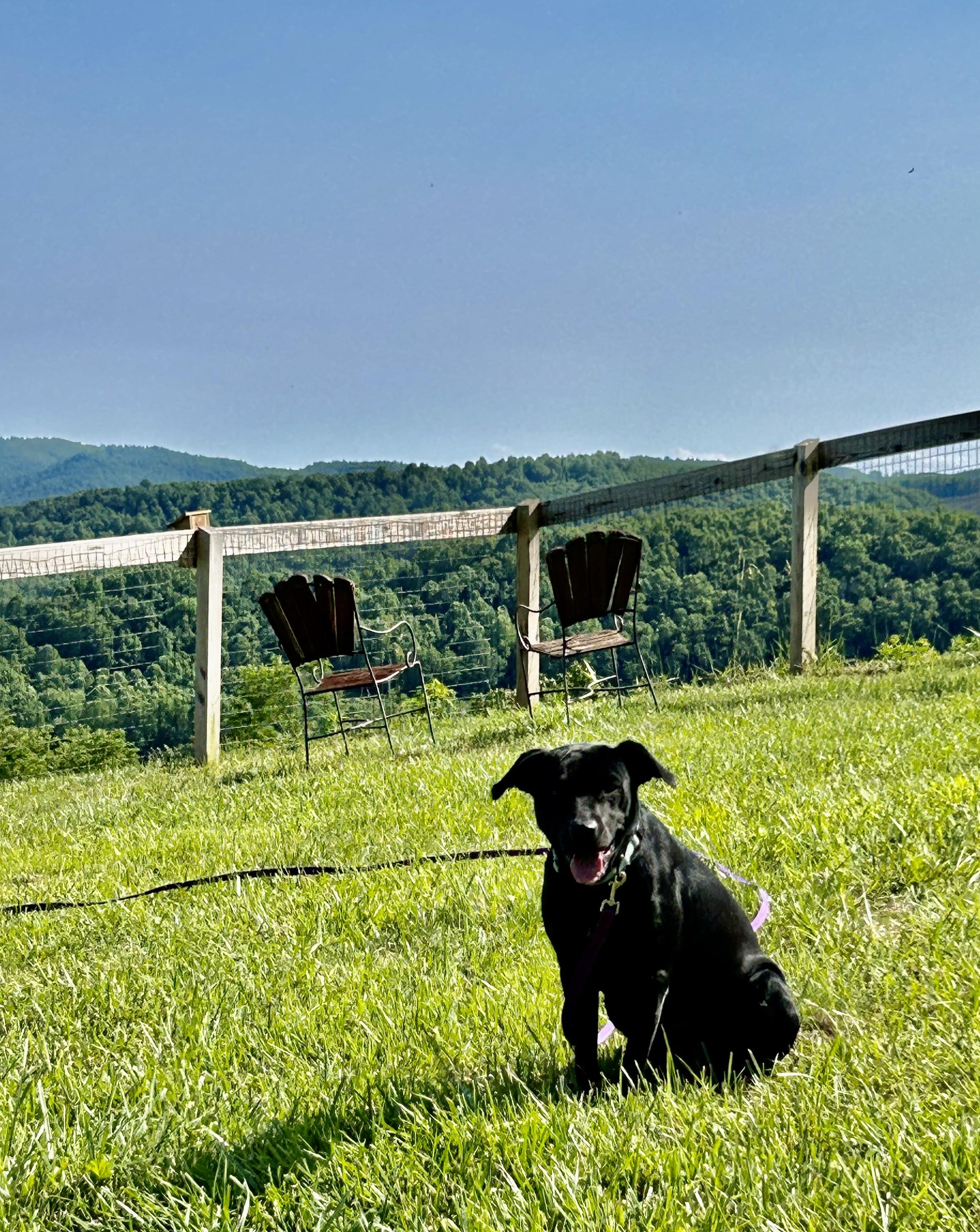 Missy photo 3