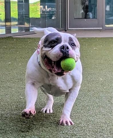 CONY, Adoptable, Adult Female American Bulldog.