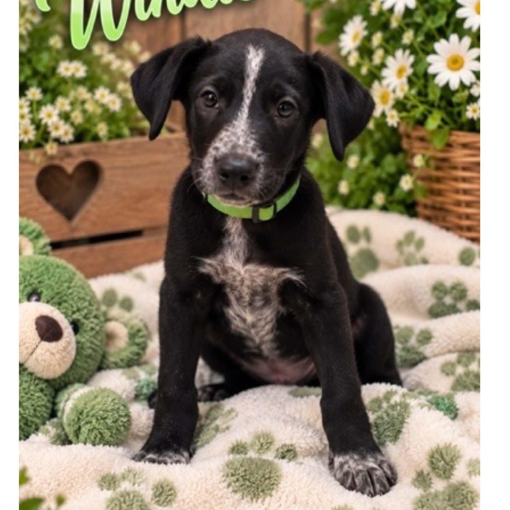 Enlarge Winnie, a Adoptable mixed breed in Boulder, CO image 1/1