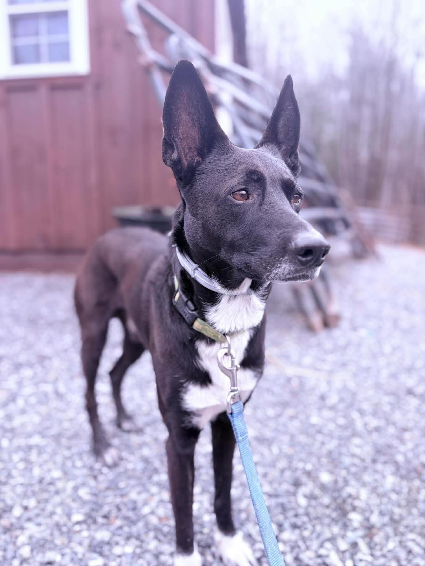 Enlarge Apollo, a ADOPTABLE Mixed Breed in St. Albans, VT image 2/4