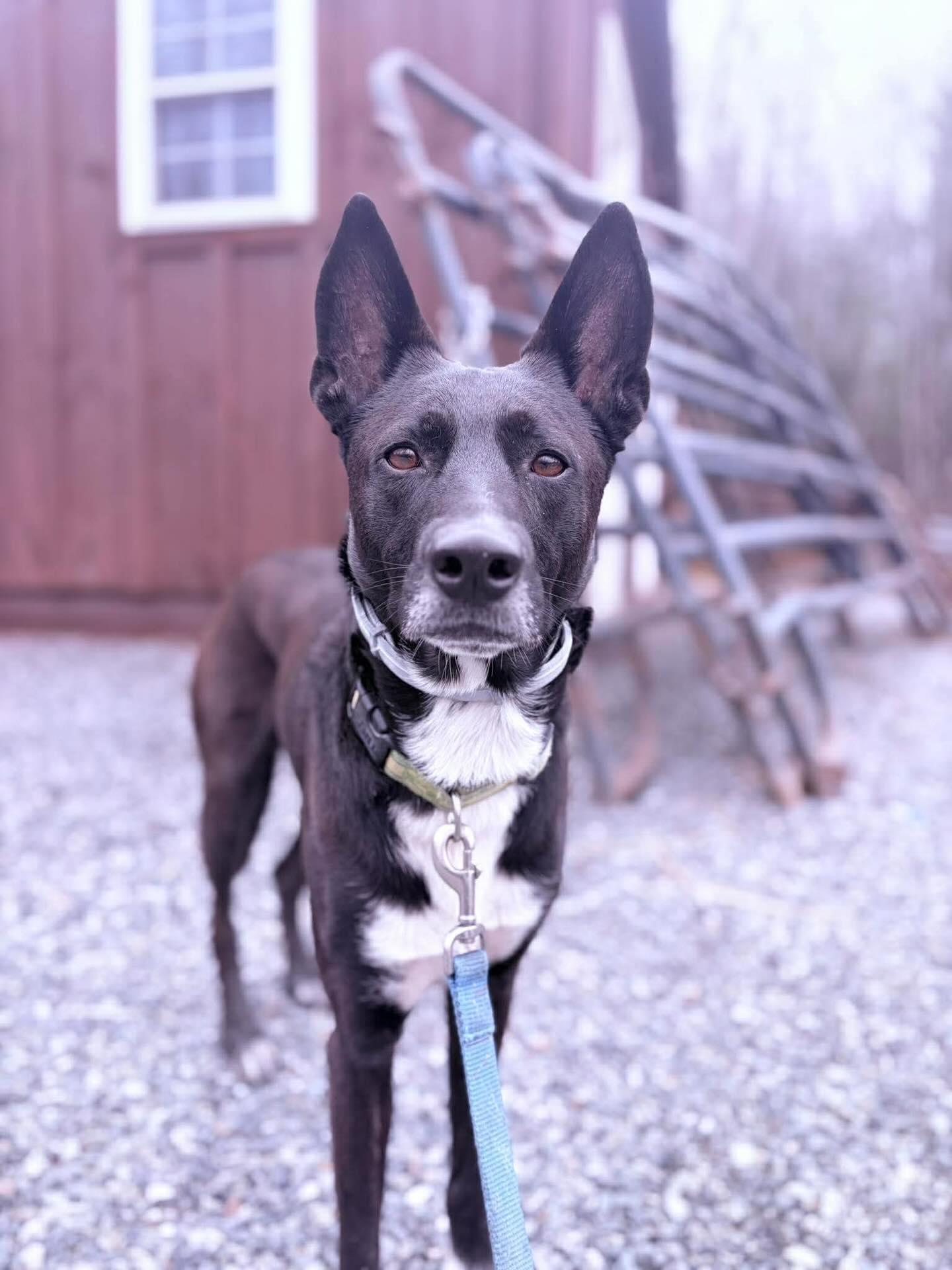 Enlarge Apollo, a ADOPTABLE Mixed Breed in St. Albans, VT image 1/4