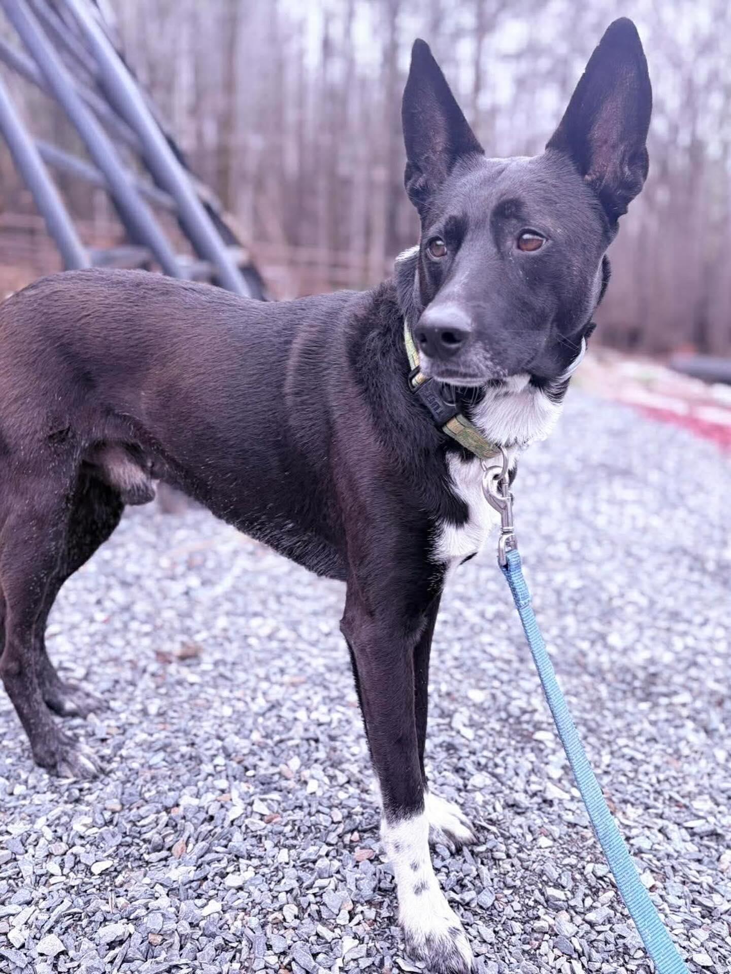 Enlarge Apollo, a ADOPTABLE Mixed Breed in St. Albans, VT image 3/4