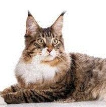 Enlarge Scampy- not for adoption- prod test, a Adoptable Maine Coon in Gray Summit, MO image 1/1