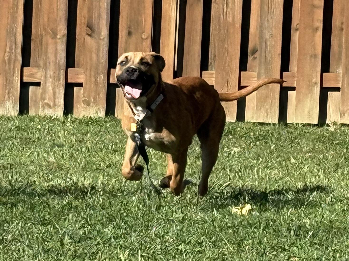 Enlarge Pumpkin, a Adoptable mixed breed in Cleveland, OH image 2/3