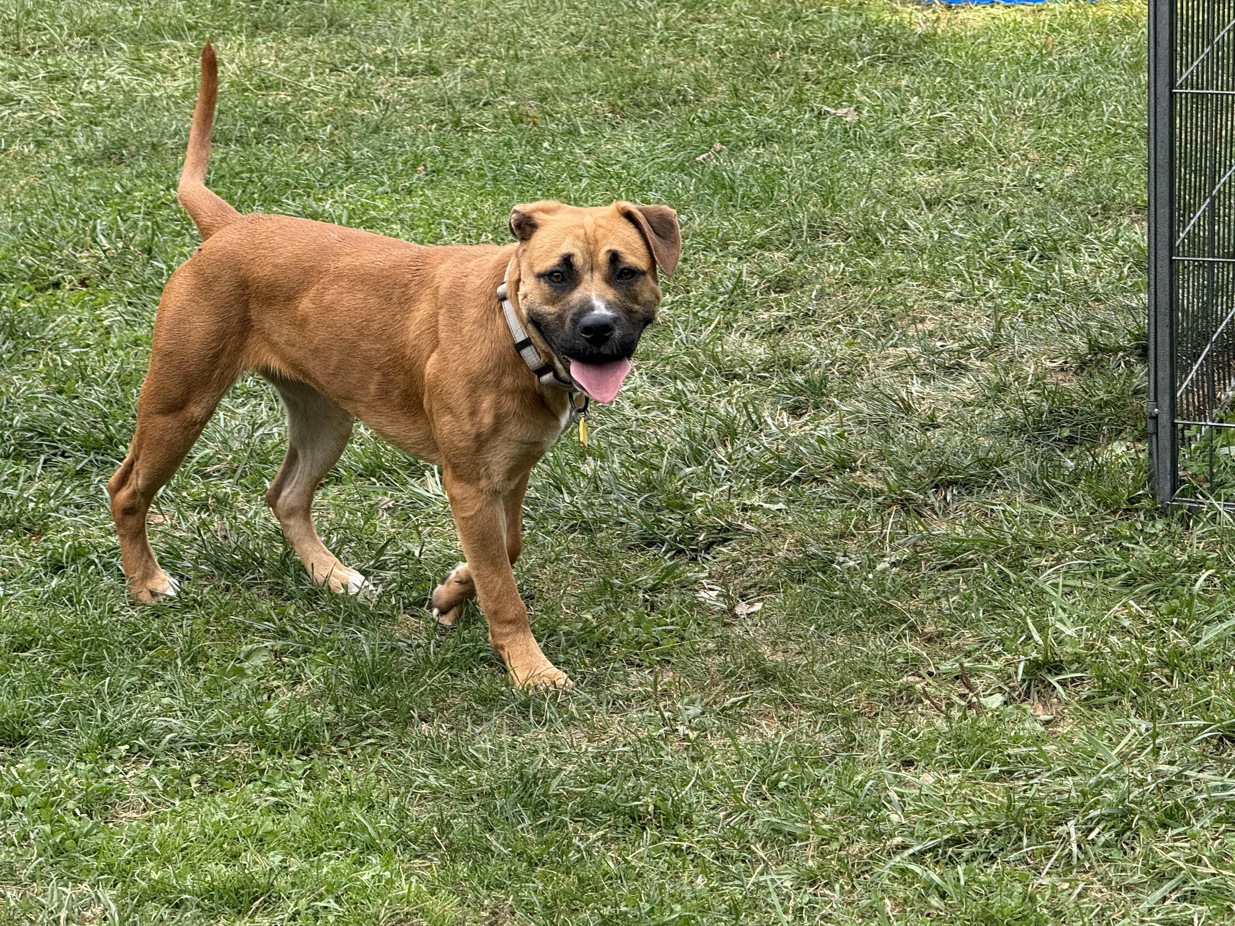 Pumpkin, Adoptable, Puppy Female Boxer.