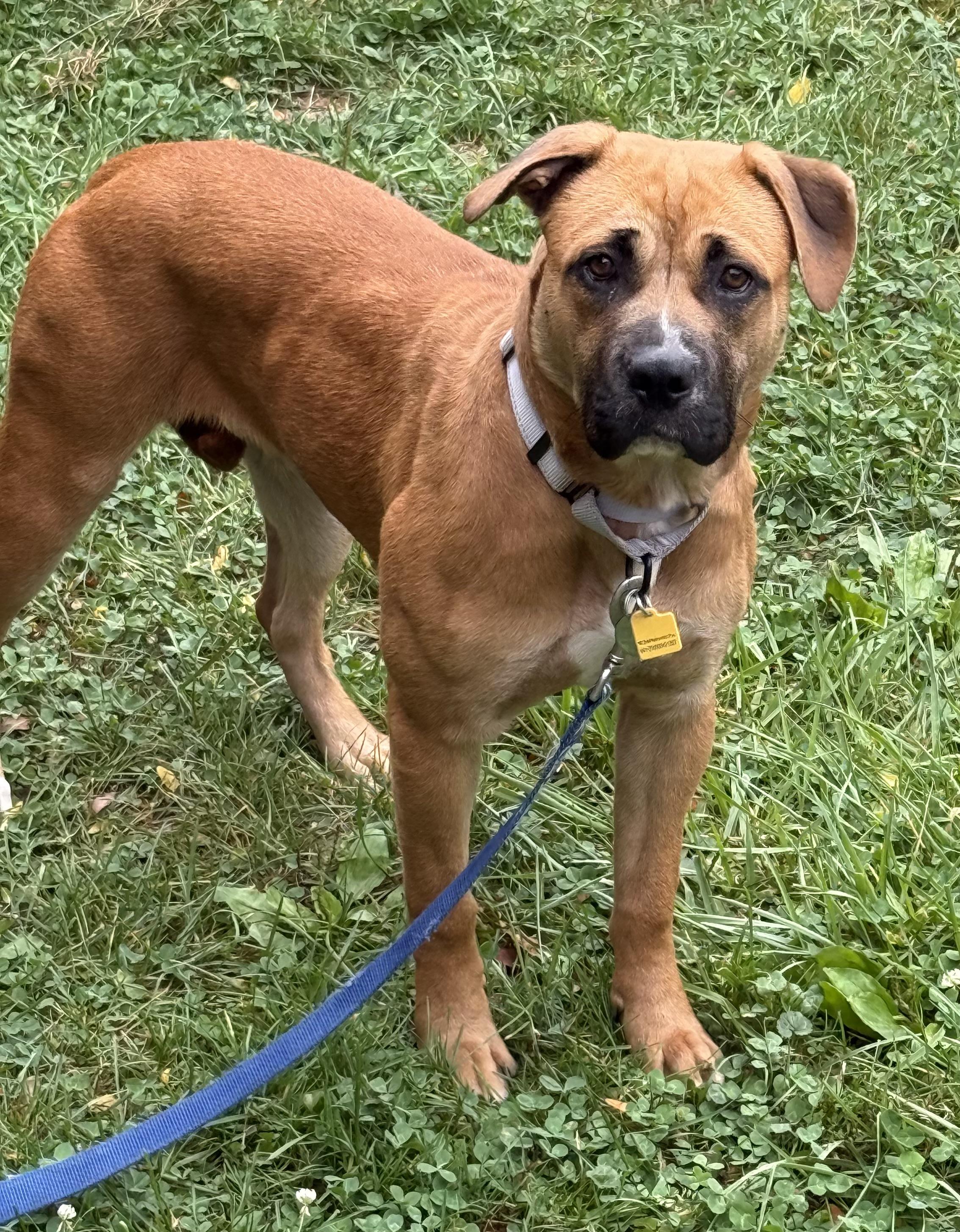 Enlarge Pumpkin, a Adoptable mixed breed in Cleveland, OH image 3/3