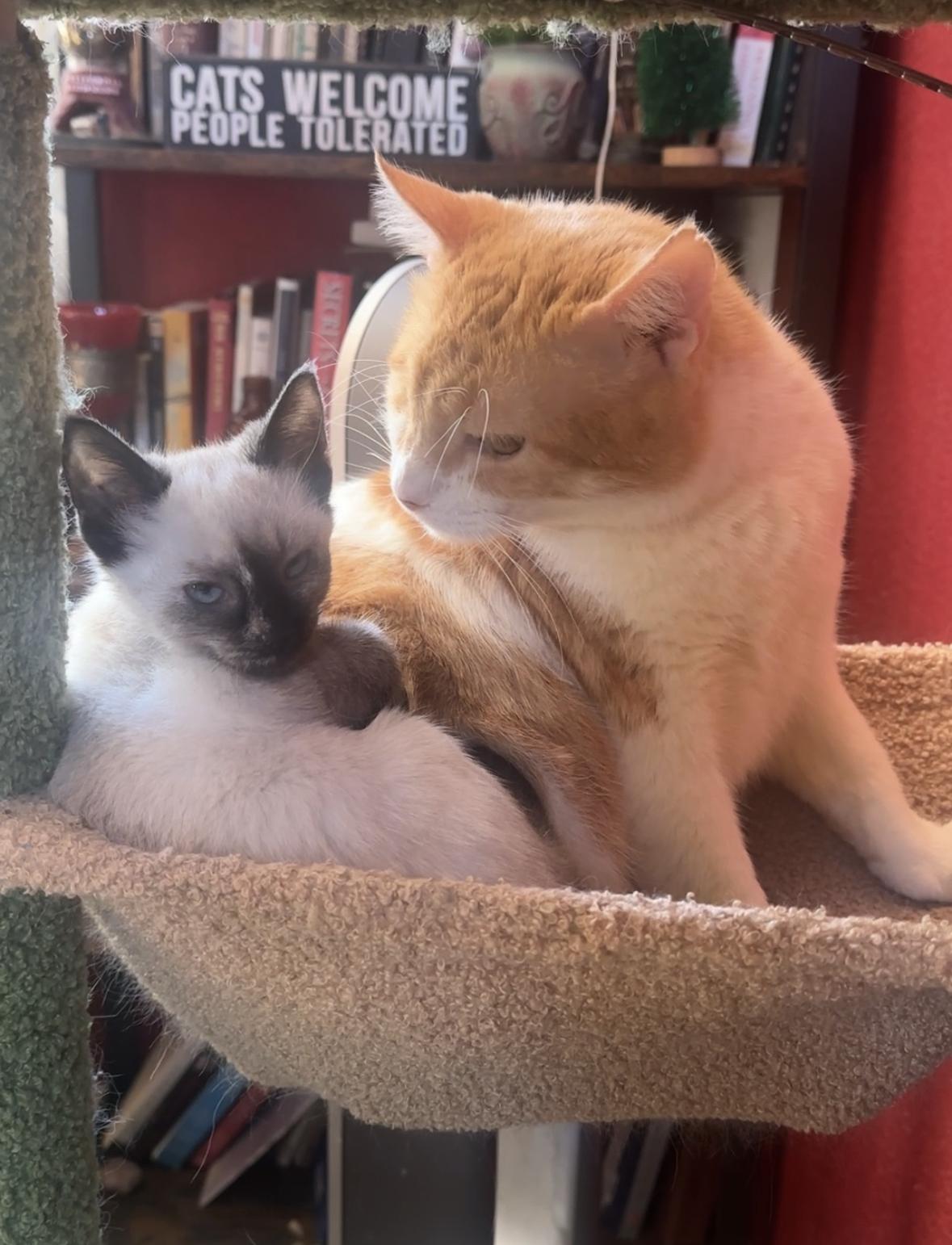 Brando and Sugar Cookie
