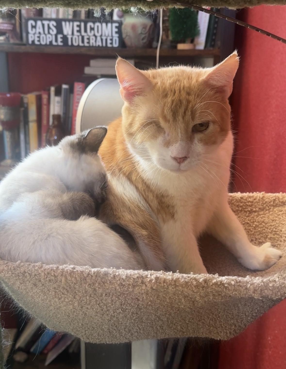 Brando and Sugar Cookie