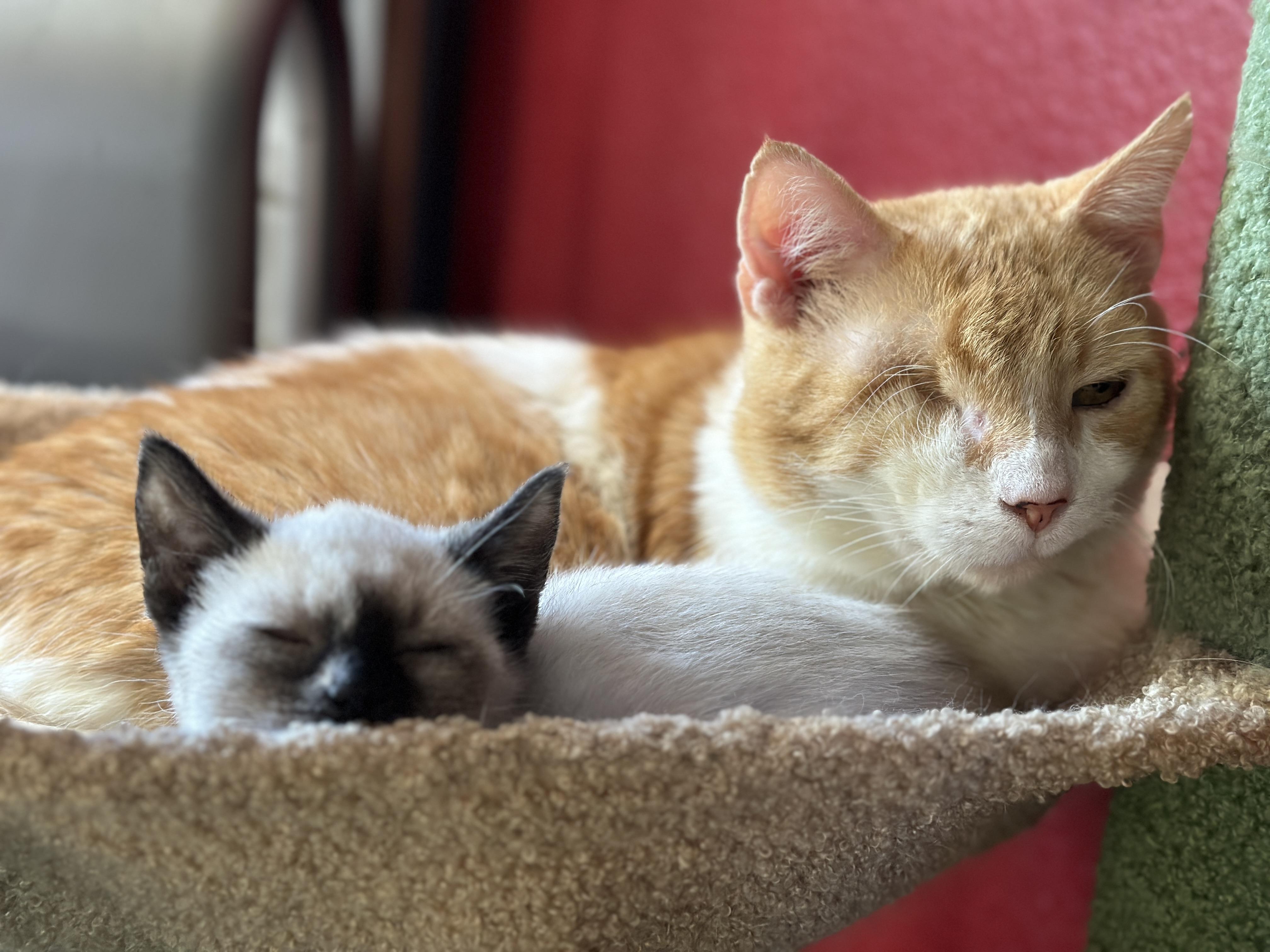 Brando and Sugar Cookie