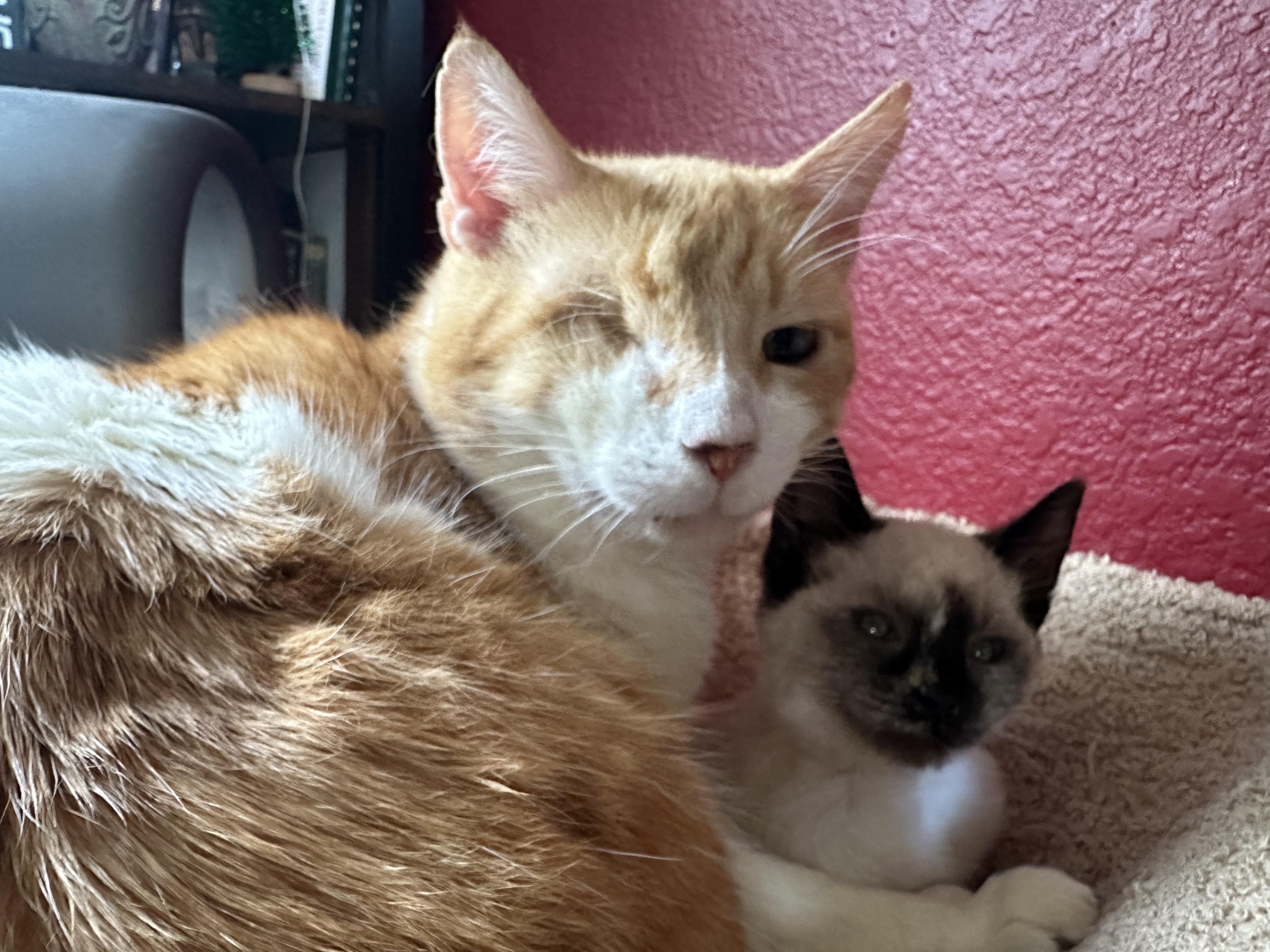 Brando and Sugar Cookie