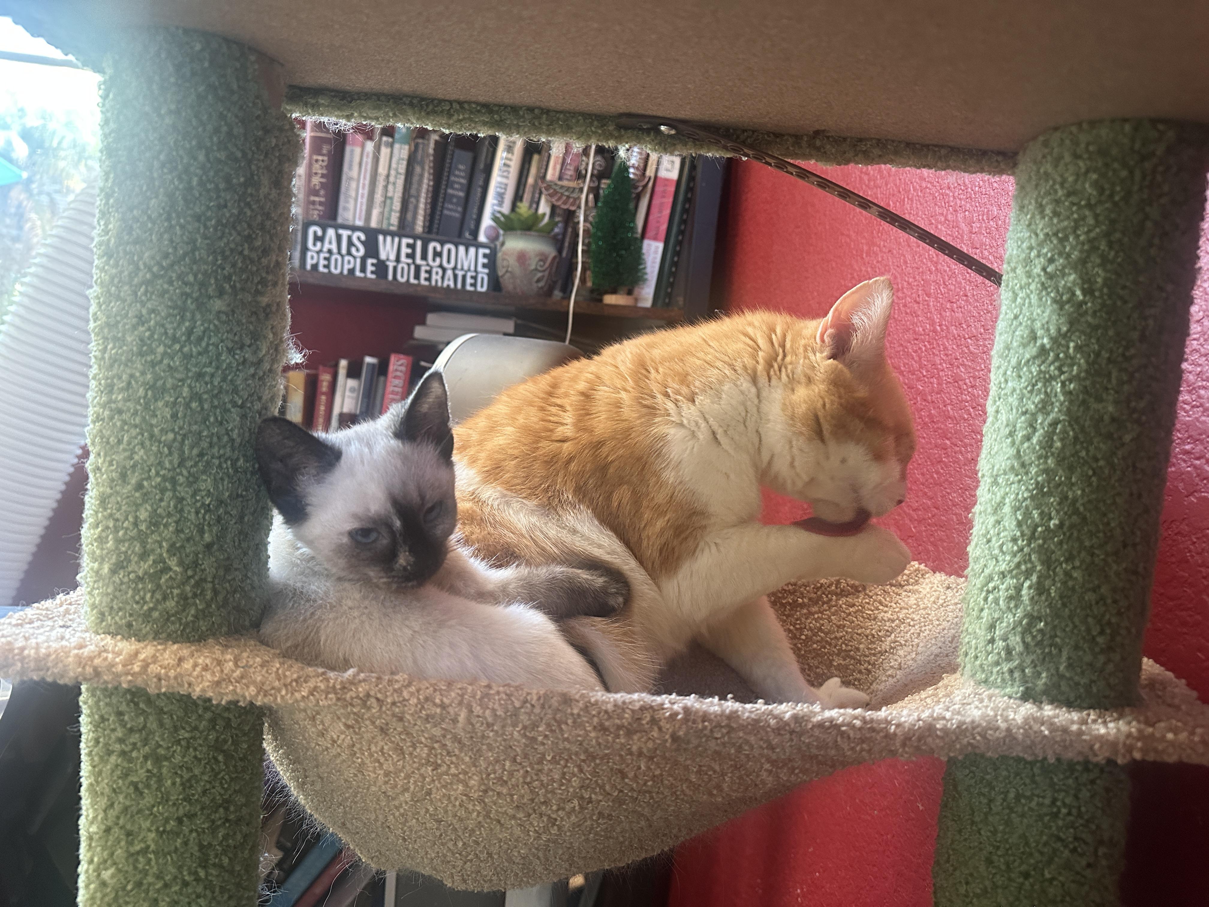 Brando and Sugar Cookie