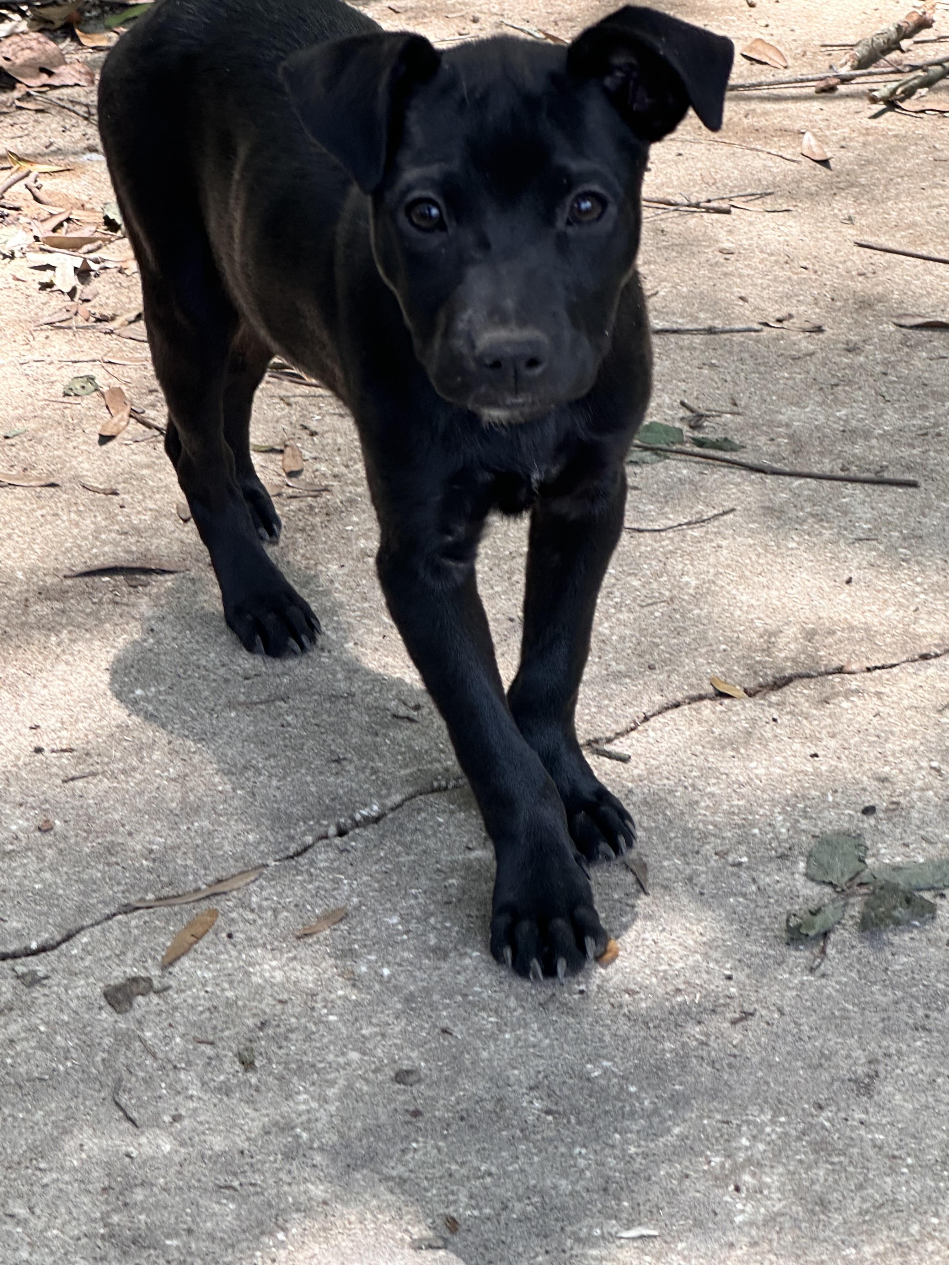 Echo, Adoptable, Puppy Male Australian Cattle Dog / Blue Heeler.