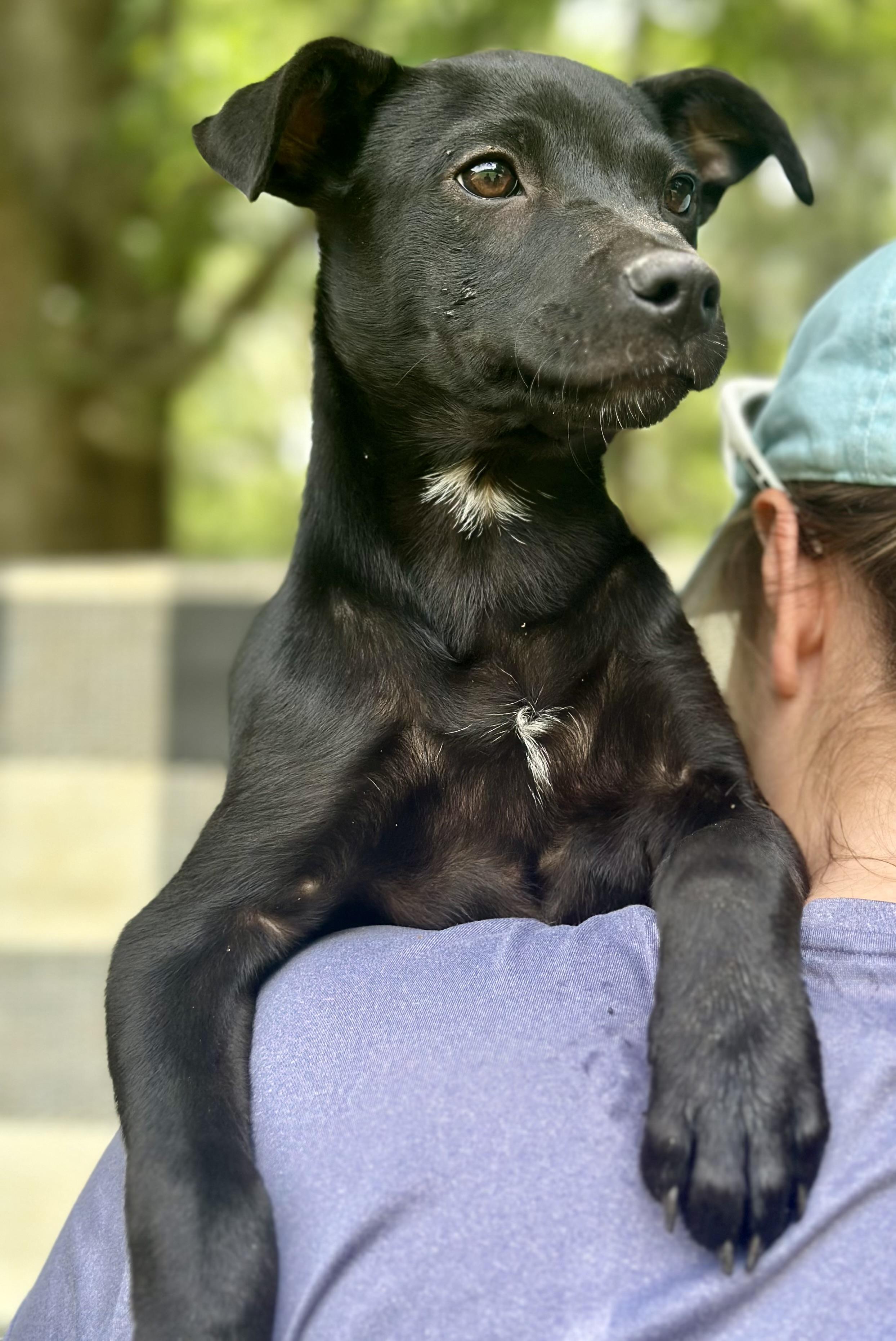 Enlarge Echo, a Adoptable Australian Cattle Dog / Blue Heeler in Parrish, FL image 2/2