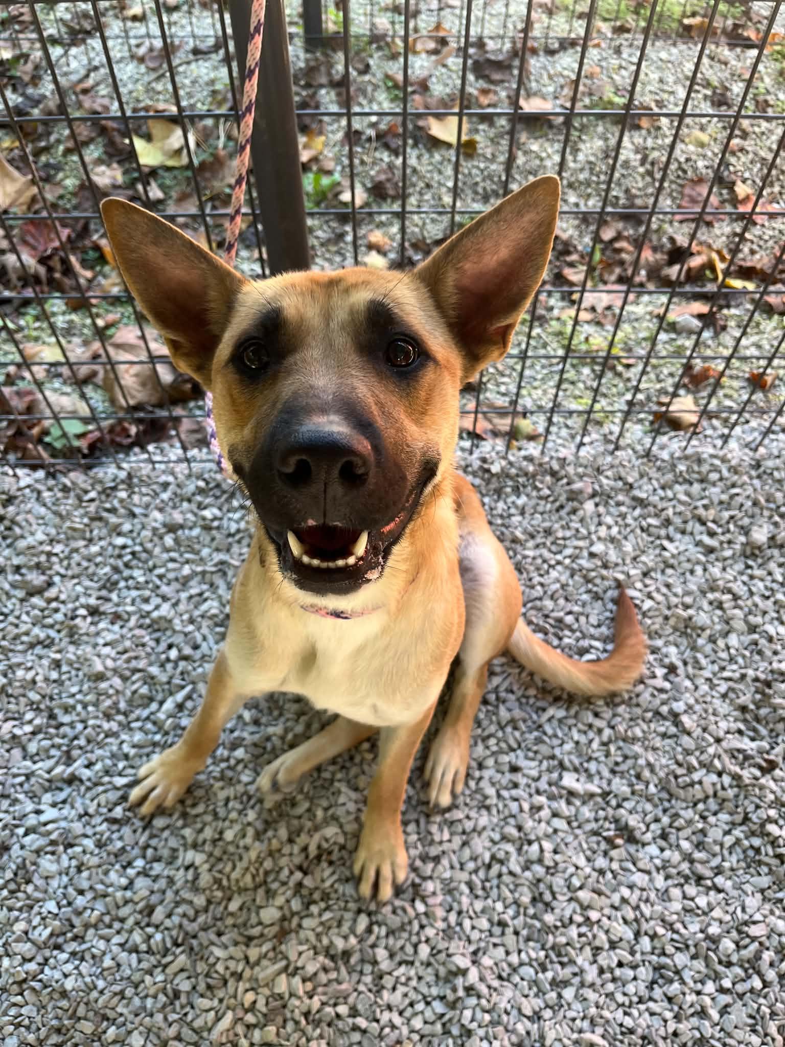 Enlarge Lucy, a Adoptable mixed breed in Ona, WV image 2/4