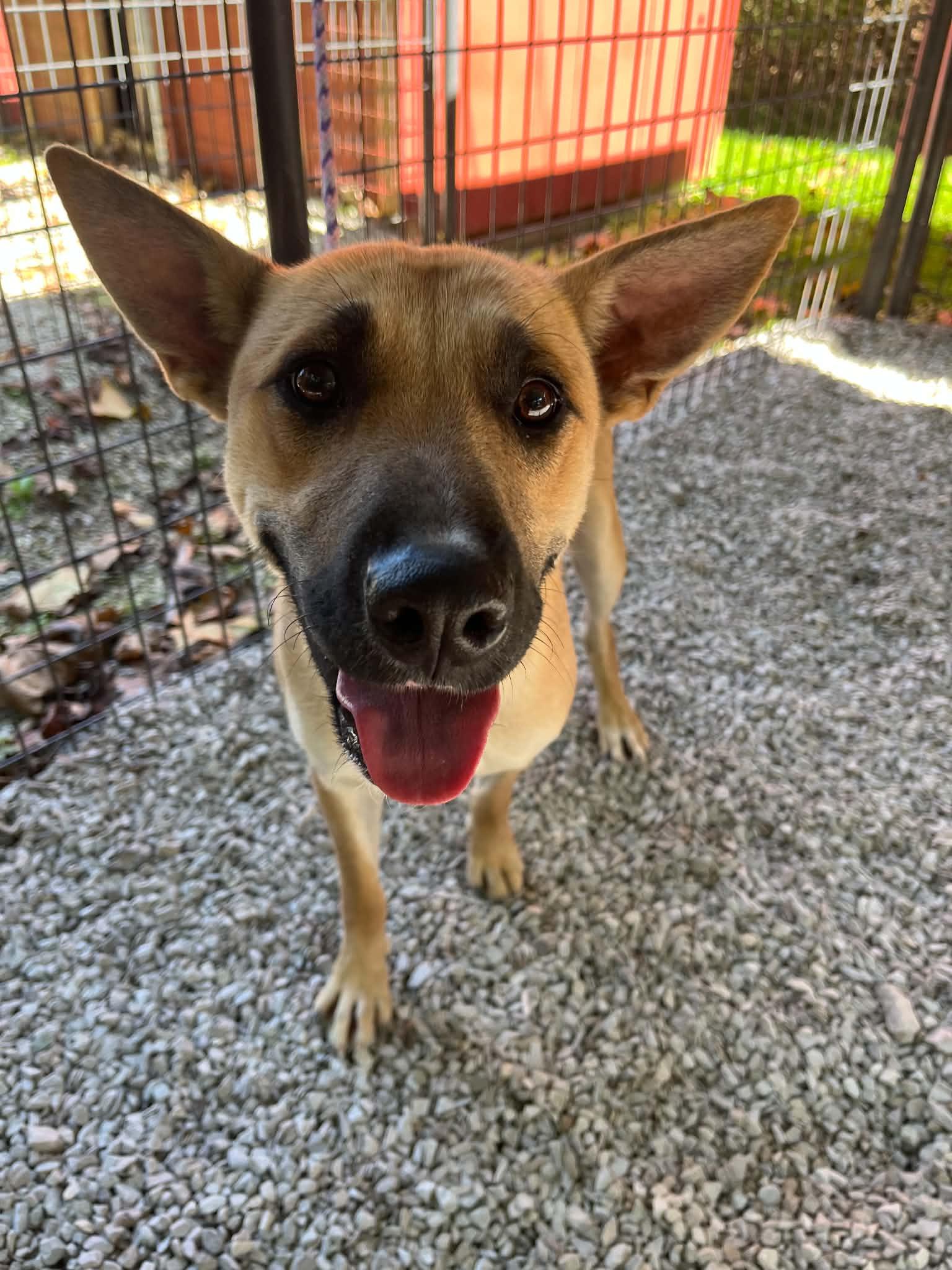 Enlarge Lucy, a Adoptable mixed breed in Ona, WV image 3/4
