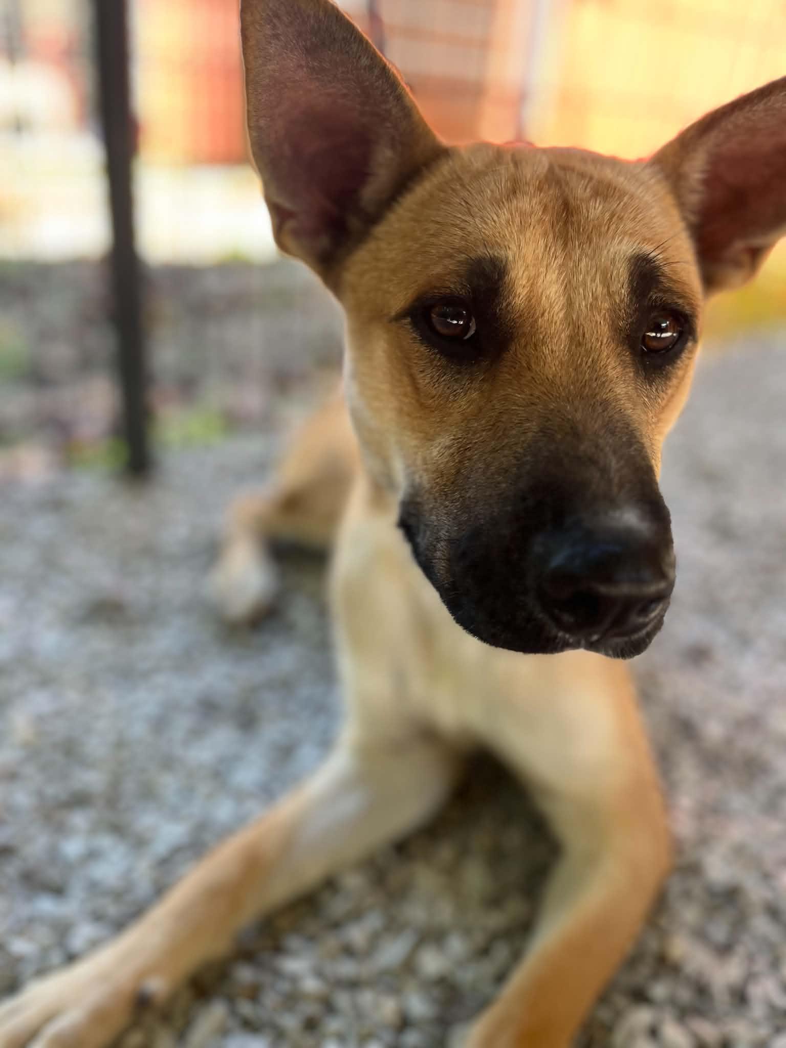 Enlarge Lucy, a Adoptable mixed breed in Ona, WV image 1/4