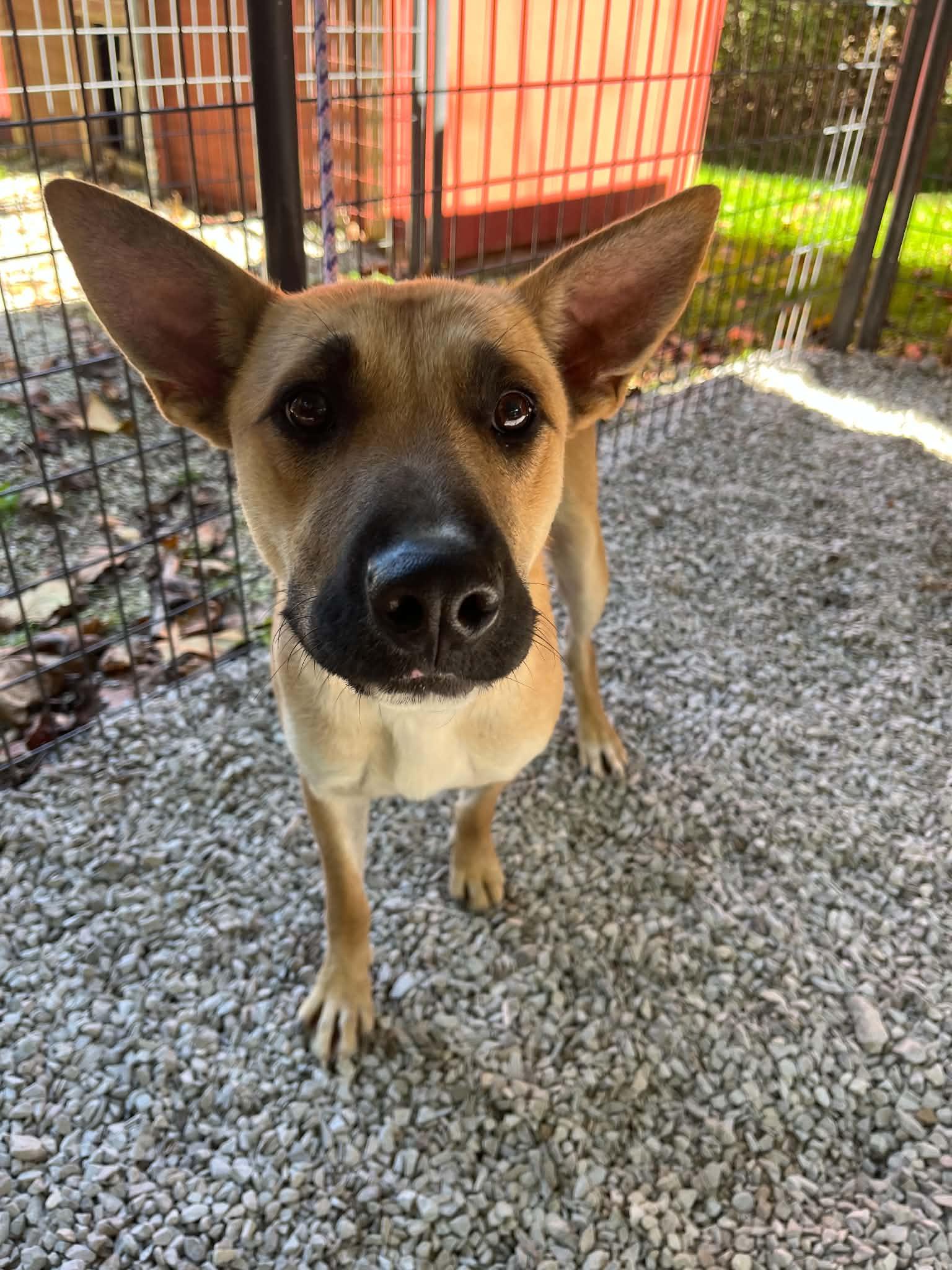 Enlarge Lucy, a Adoptable mixed breed in Ona, WV image 4/4