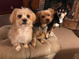 Enlarge Toi, a Adoptable mixed breed in Beloit, WI image 2/6